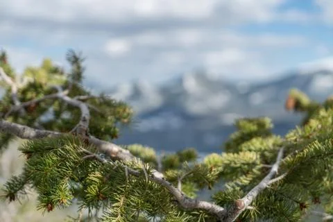 Evergreen Closeup Stock Photos