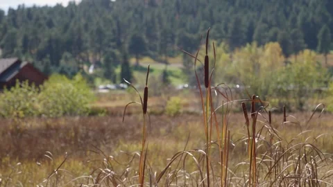 Evergreen Colorado Stock Footage 288155588