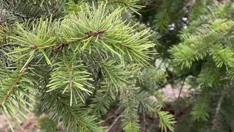 Evergreen Conifer Branch Close Up in Forest – 4K Nature Footage 動画素材 330006727