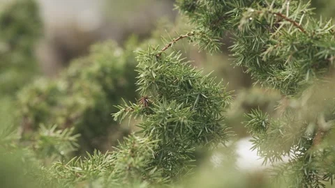 Evergreen conifer branch in soft winter light with shallow depth of field Stock Footage 323470775