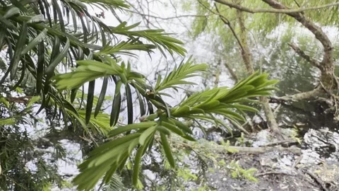 Evergreen conifer branches beside rippling lake panning Видео 334760089