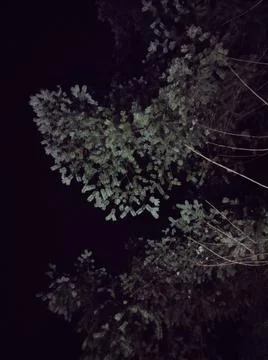 Evergreen conifer pine tree boughs at night Stock-Fotos