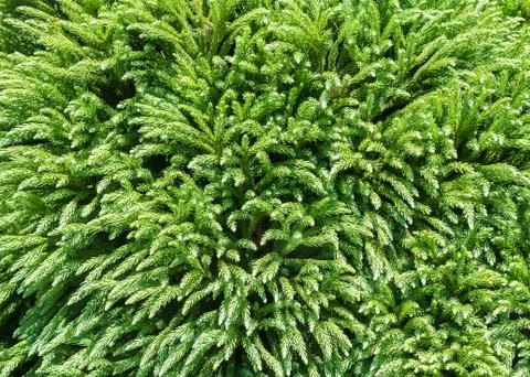 Evergreen conifer trees background. Stock Photos