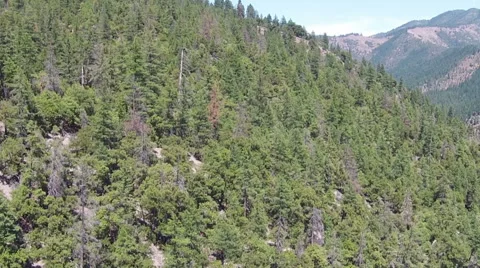 Evergreen Covered Mountain 1 Stock Footage 51456079