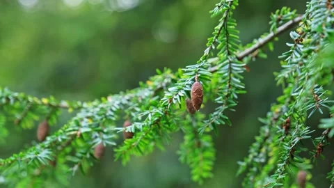 Evergreen Eastern Hemlock Spruce Tree with Tiny Cones on Twig Branch Stock Footage 287443824