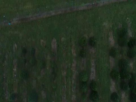 Evergreen farm Video stock 83251906