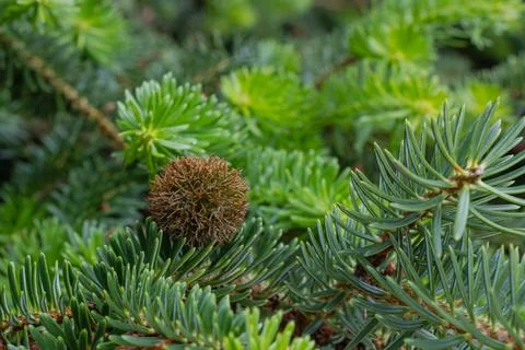 Evergreen fir branch with developing cone and fresh spring growth in natura.. Foto stock
