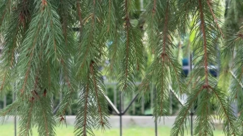 Evergreen Fir Branches, Concept of winter mood and natural resilience Stock-Footage 326633155