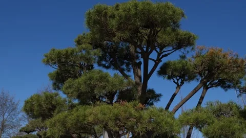 An evergreen fir tree on the background of a blue sky and a park. Stock Footage 331230440