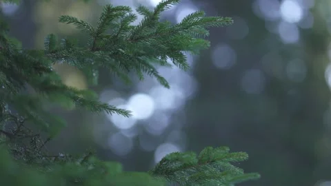 Evergreen fir trees with subtle spider web in forest Video stock 323969862