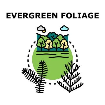 Evergreen foliage concept with forest and green plants Stock Illustration