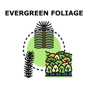 Evergreen foliage concept with various tree types Stock Illustration