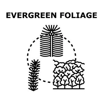 Evergreen foliage concept with various tree types Stock Illustration