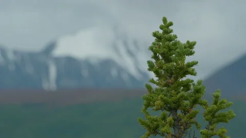 Evergreen Stock Footage 163779518