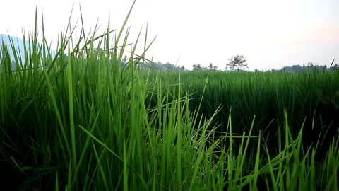 Evergreen Stock Footage 332875175