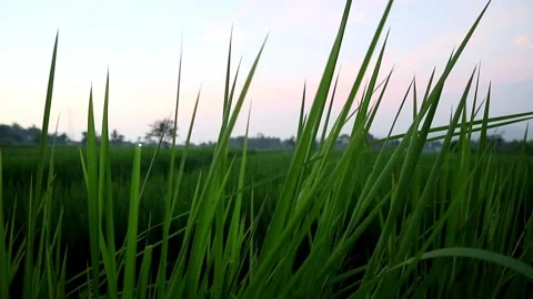 Evergreen Stock Footage 332875178