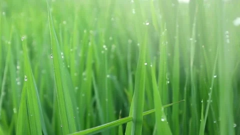 Evergreen Stock Footage 332875231