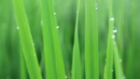 Evergreen Stock-Footage 332875261