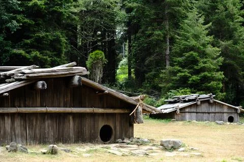 Evergreen forest, August 2 Stock Photos