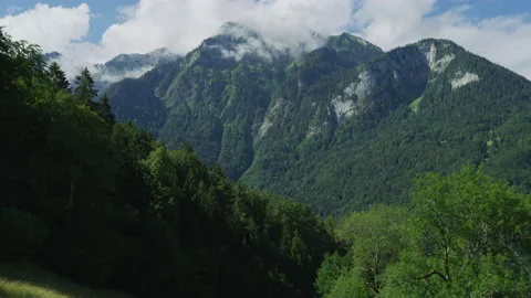 Evergreen forest on the Bernese Alps Stock Footage 219051216