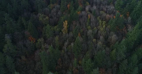 Evergreen Forest Vidéo 83105269