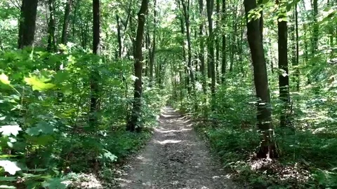 Evergreen forest Stockbeeldmateriaal 90506205