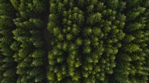 Evergreen forest Video stock 107335326