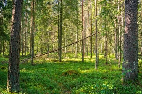 Evergreen Forest Landscape with Diagonal Fallen Pine Stock Photos