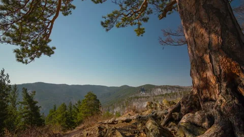 Evergreen forest on mountain side Vídeos de archivo 98643955
