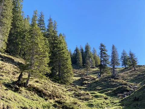 Evergreen forest or coniferous trees on the slopes of the Pilatus massif Stock Photos