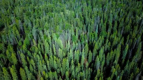 Evergreen forest Stock Photos