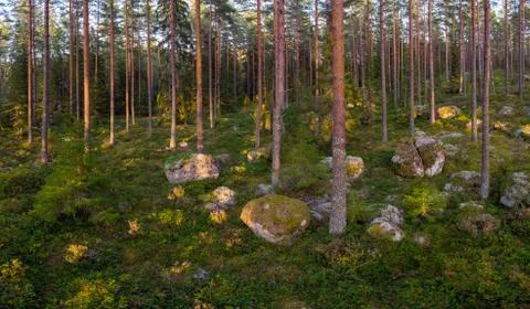 Evergreen forest Stock Photos