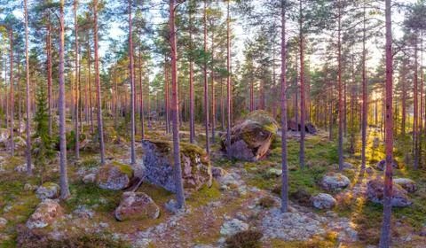 Evergreen forest Stock Photos