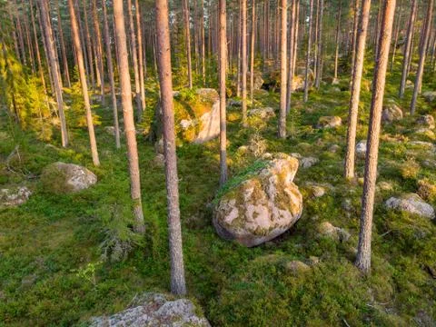 Evergreen forest Foto stock