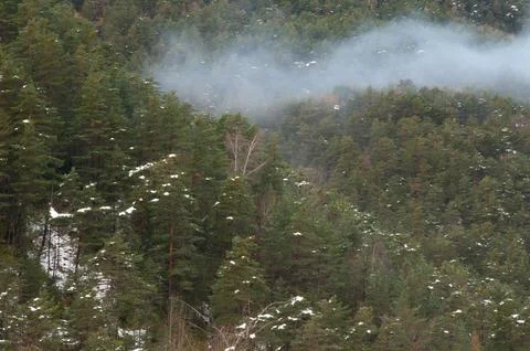 Evergreen forest. Stock Photos