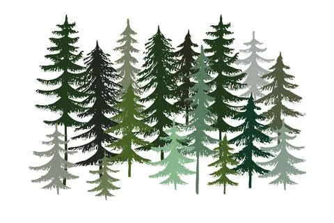 Evergreen forest pine, tree isolated. Park, alley Christmas tree. Vector Stock Illustration
