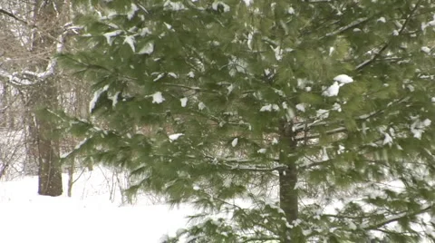 Evergreen forest with snow falling gently Stock Footage 994869