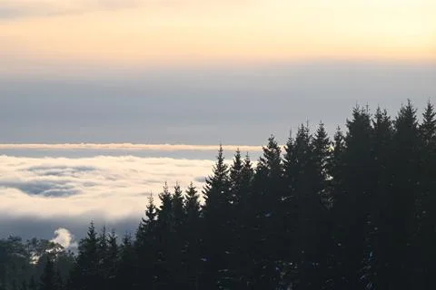 Evergreen Forest at Sunset with Cloudy Sky Stock Photos
