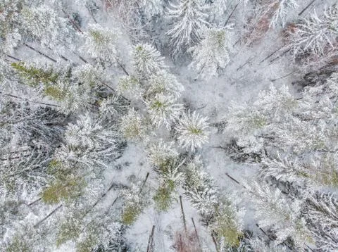 Evergreen forest in winter Stock Photos