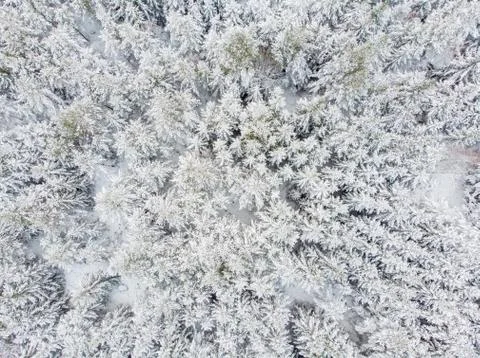 Evergreen forest in winter Stock Photos