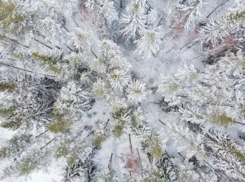 Evergreen forest in winter Stock Photos