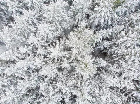 Evergreen forest in winter Stock-Fotos