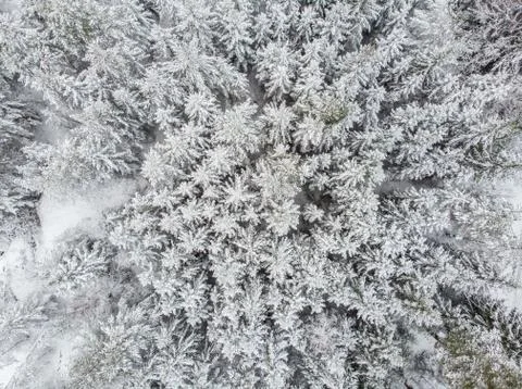 Evergreen forest in winter Stock Photos