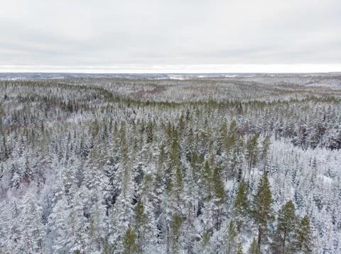 Evergreen forest in winter Foto stock