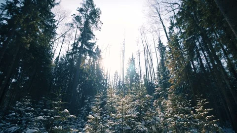 Evergreen Forest Winter Scene, Sunset Video stock 87087130