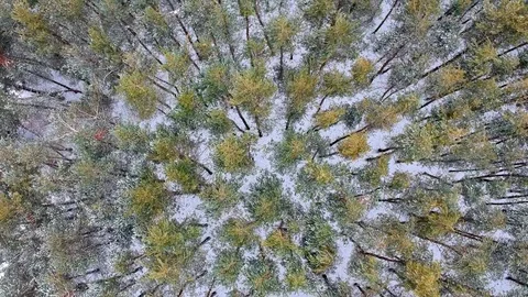 Evergreen forest at winter before snowstorm Stock Footage 86364174