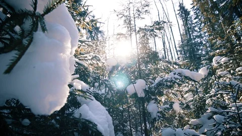 Evergreen Forest at Winter Time Stock Footage 87086471