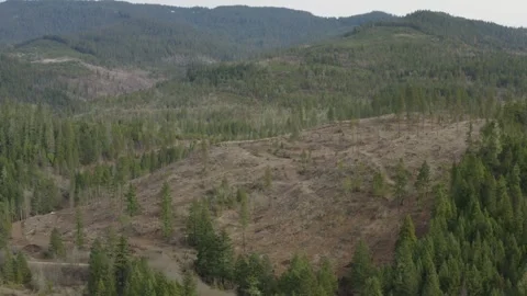 Evergreen Forests with Clearcuts Showing Oregon Wilderness Drone Aerial View 库存影片 335303997
