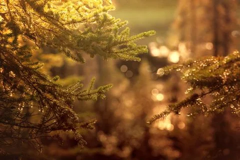 Evergreen glow Stock Photos