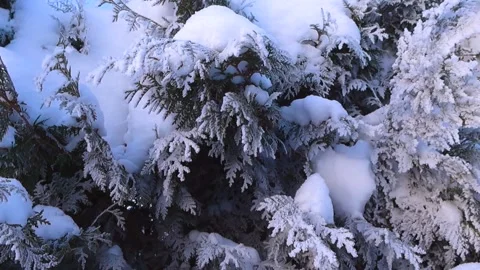Evergreen Hedge Covered in Thick Snow and Icy Hoarfrost 動画素材 334090743